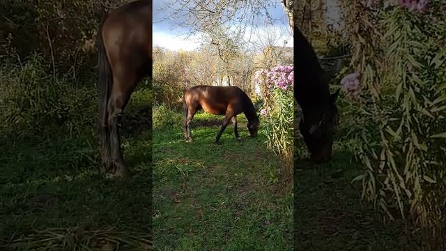 Карачаевская порода лошади. Как обещали, показываем поврежденный забор :) смотреть онлайн