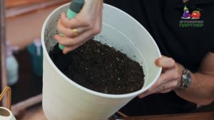 Посев томатов на рассаду - это просто