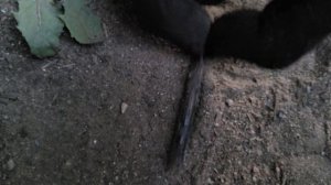 Посторонний звук в выхлопной системе.