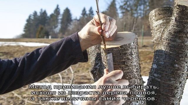 Что можно привить на сливу смотреть онлайн