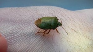 Клоп Щитник Зеленый Древесный Palomena prasina