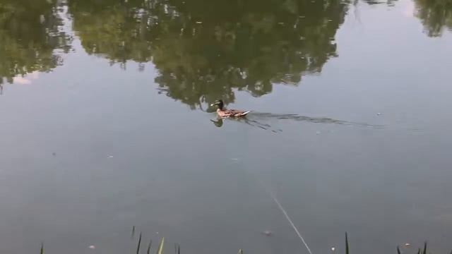 Нижнекамск. Водоём возле дач. смотреть онлайн