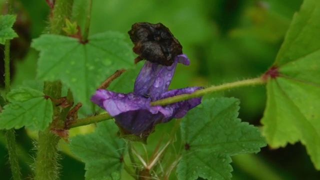 Nature (31/08/15) смотреть онлайн