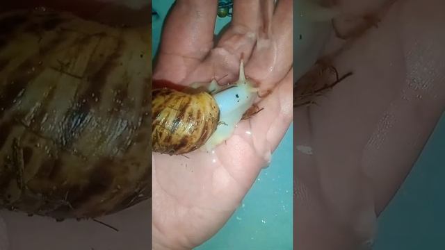 giant land snail shower time (taken the day they was rescued)