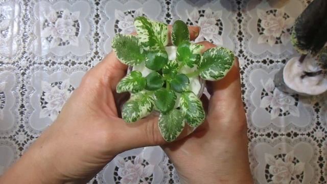 Новинки фиалок в моей коллекции.Распаковка и обзор.