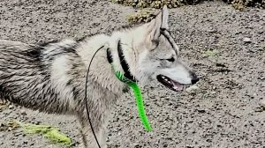 Зсл Райда на берегу Баренцево моря