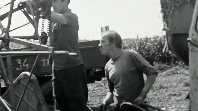 1973 год. Тюменский район. Уборка кукурузы на силос.