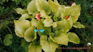 Хоста гибридная Голден Медальон (hosta so sweet) ? обзор: как сажать, луковицы хосты Голден Медальо