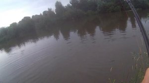 Как поймать белугу