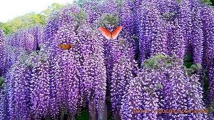 Глициния китайская Пролифик (wisteria sinsensis) ? обзор: как сажать, саженцы глицинии Пролифик