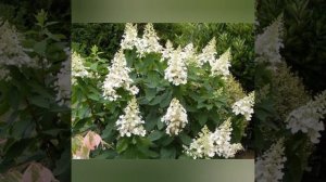 Самые зимостойкие метельчатые гортензии!