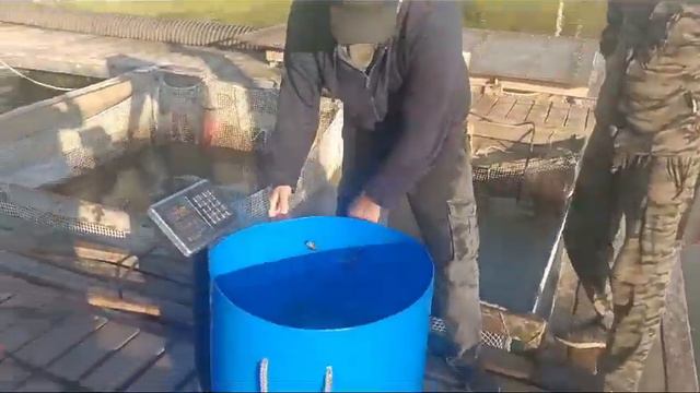 Утренний Запуск Форели
