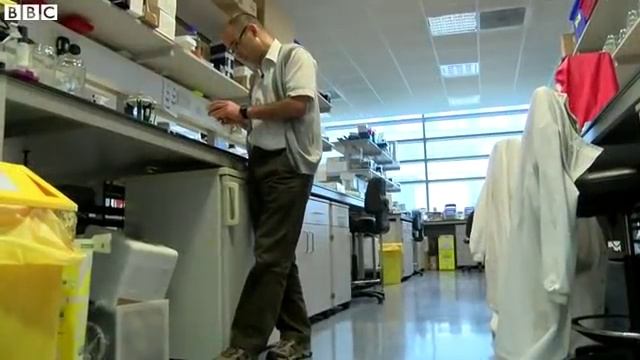 Insect icon Peppered moth mystery solved BBC News смотреть онлайн