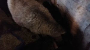 Кормление овец и свиней отходами