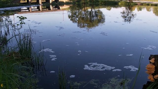 Попытка добыть трутовик серно-желтый из реки смотреть онлайн