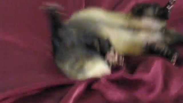 Танцующий хорек Хрустик смотреть онлайн