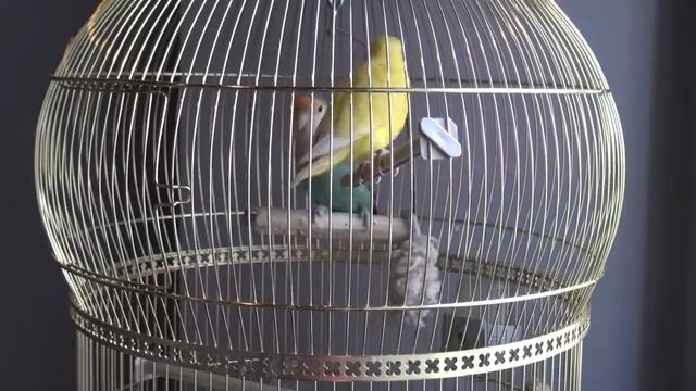 Чего хочется собственникам Коттеджного Поселка «Великие Озера» смотреть онлайн