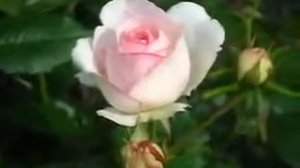 Rose Andre Le Notre  (Андре лё Нотр роза)