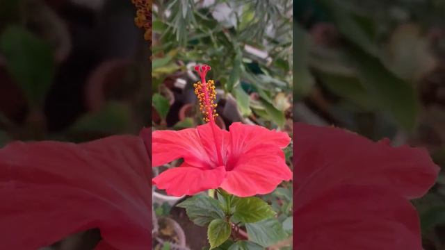 Гибискус китайский. Китайская роза. Hibiscus rosa-sinensis