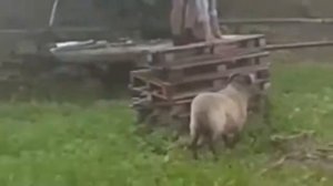 Приколы с баранами № 3