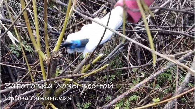 Заготовка лозы весной смотреть онлайн