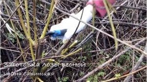Заготовка лозы весной