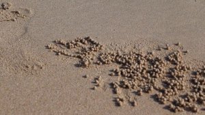 Крабик катает шарики из песка. Краби. Таиланд