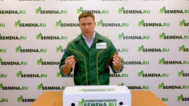Крупноплодная земляника от интернет-магазина SEMENA.RU. Все,что вы хотели знать о землянике фриго