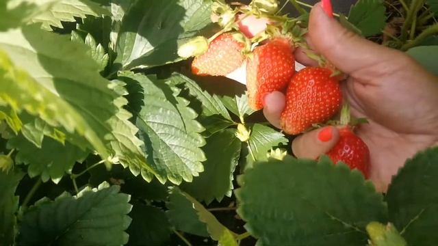 Земляника Сифлоретте (Ciflorette) . Очень красивая, очень вкусная! смотреть онлайн