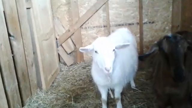 3 недели до отела? смотреть онлайн