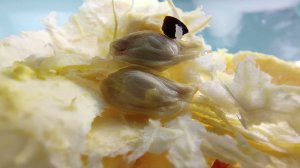 Blackview BL9000pro - примеры фото и видео