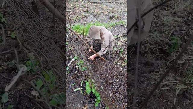 Сею горох. 19.04.22. смотреть онлайн