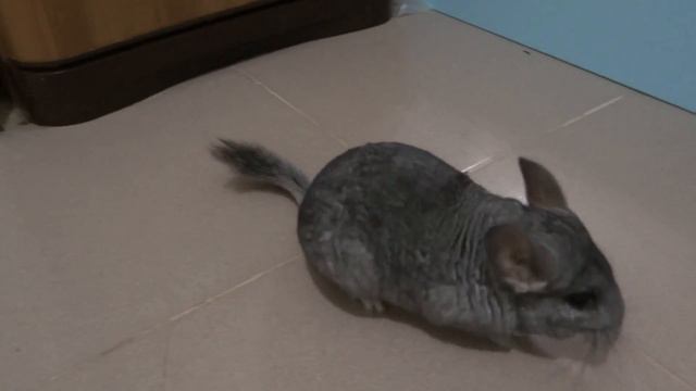 шиншиллы смотреть онлайн