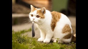 Как кошки показывают нам свою любовь. Признаки, по которым можно понять, что кот вас любит!