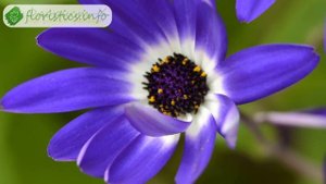 Цветы цинерария – выращивание из семян, посадка и уход