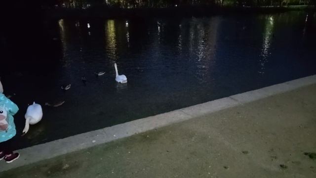 Лебеди и утки смотреть онлайн