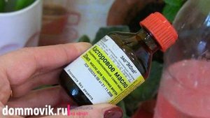 Касторовое масло для цветов: стимулятор роста и подкормка для растений