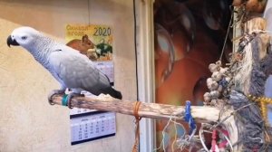 Говорливый попугай Жако Ч.20