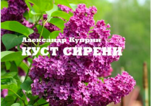 «Куст сирени». А.И. Куприн. Аудиокнига