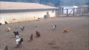 Видео для детей. Животные на ферме. Часть 1 Deer Hollow Farm