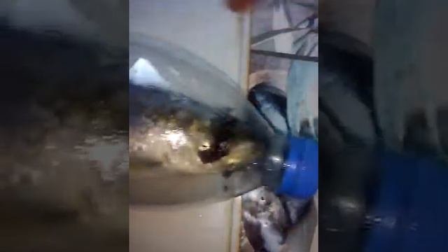 сельдь,селёдка солёная, засолка своими руками