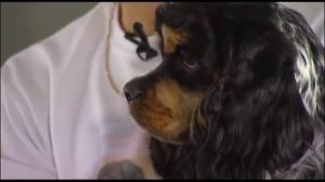 Американские кокер спаниели