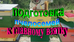 Подготовка пчелосемей к главному взятку