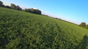 Нут сорта  Волжанин и Боковский белосемянный в системе No till Ростовская обл Милютинский р н