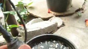 Борьба с бабочкой-плодожоркой с помощью лампочки