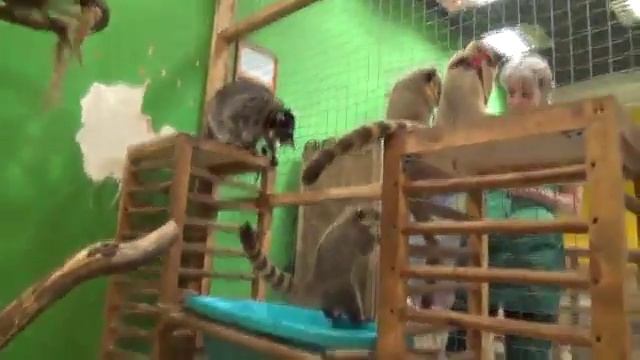 Дом ласковых носух смотреть онлайн