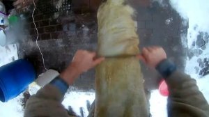 Выделка барана в домашних условиях-мездрение, пикель.