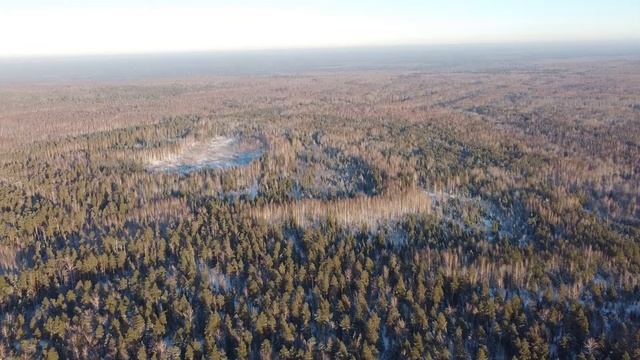Зимний лес, в морозный и солнечный день.Winter forest on a frosty and sunny day.