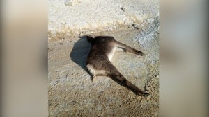 Олень попал в ДТП