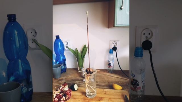 Редьярд Киплинг "Заповедь". смотреть онлайн